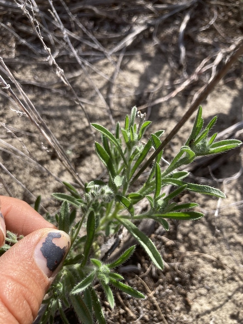 Basin Cryptantha photo 3