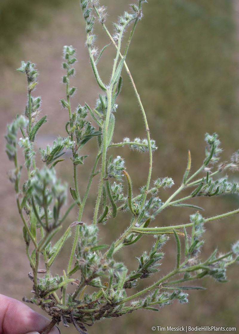 Basin Cryptantha photo 4
