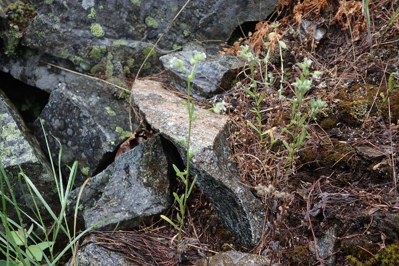 Basin Cryptantha photo 5