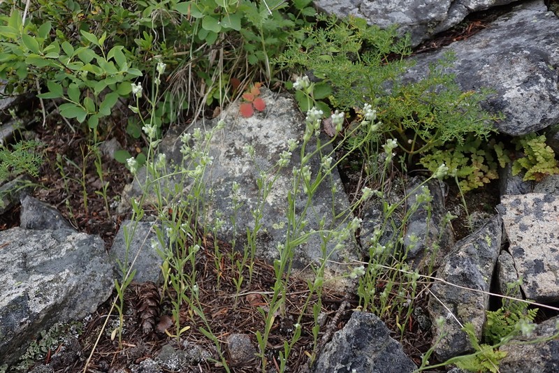 Basin Cryptantha photo 6