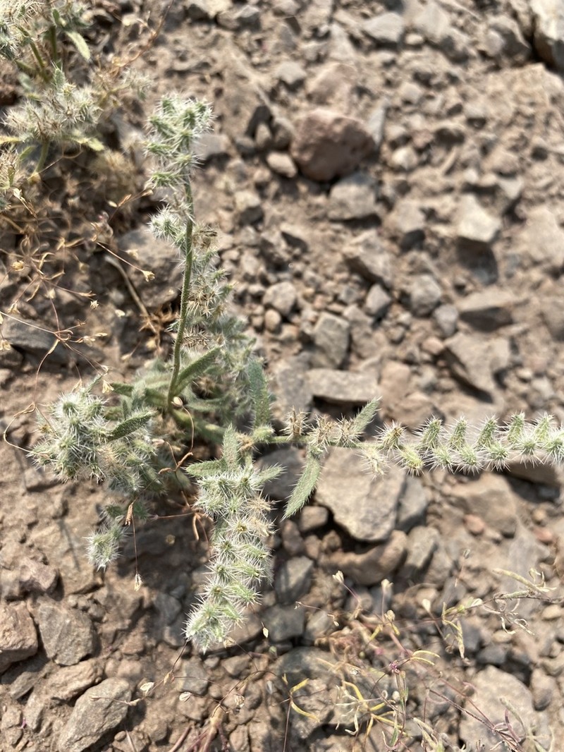 Basin Cryptantha photo 8
