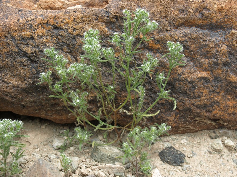 Panamint Cryptantha photo 3