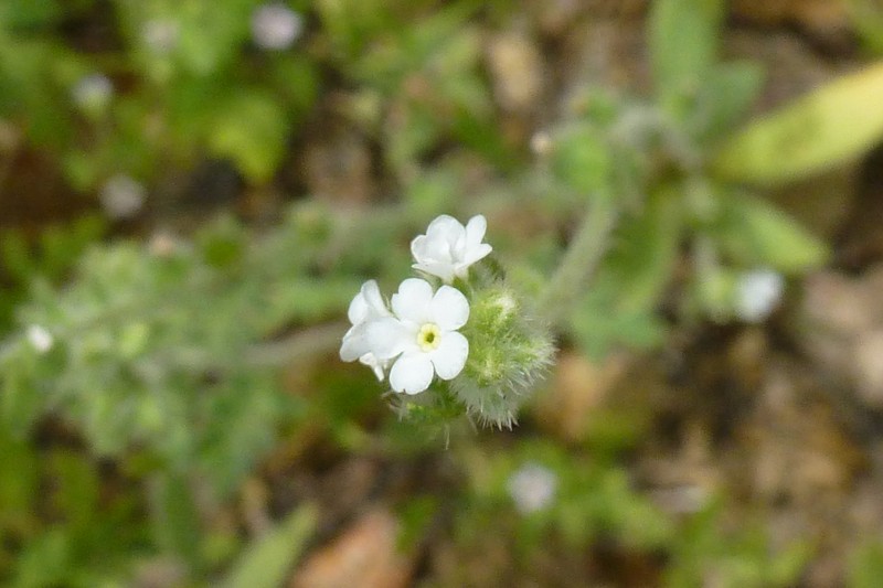 Panamint Cryptantha photo 4