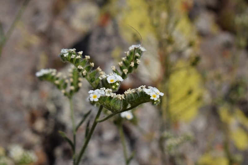 Cryptantha aprica