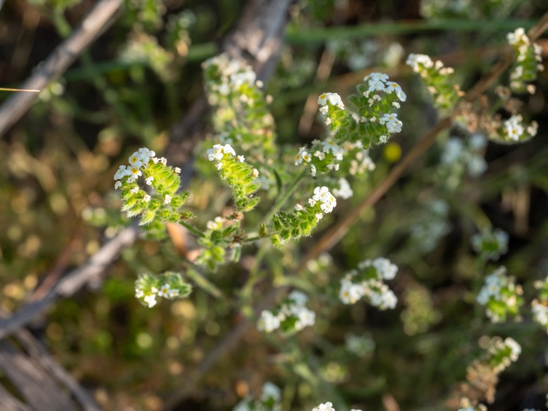 Cryptantha aprica photo 2