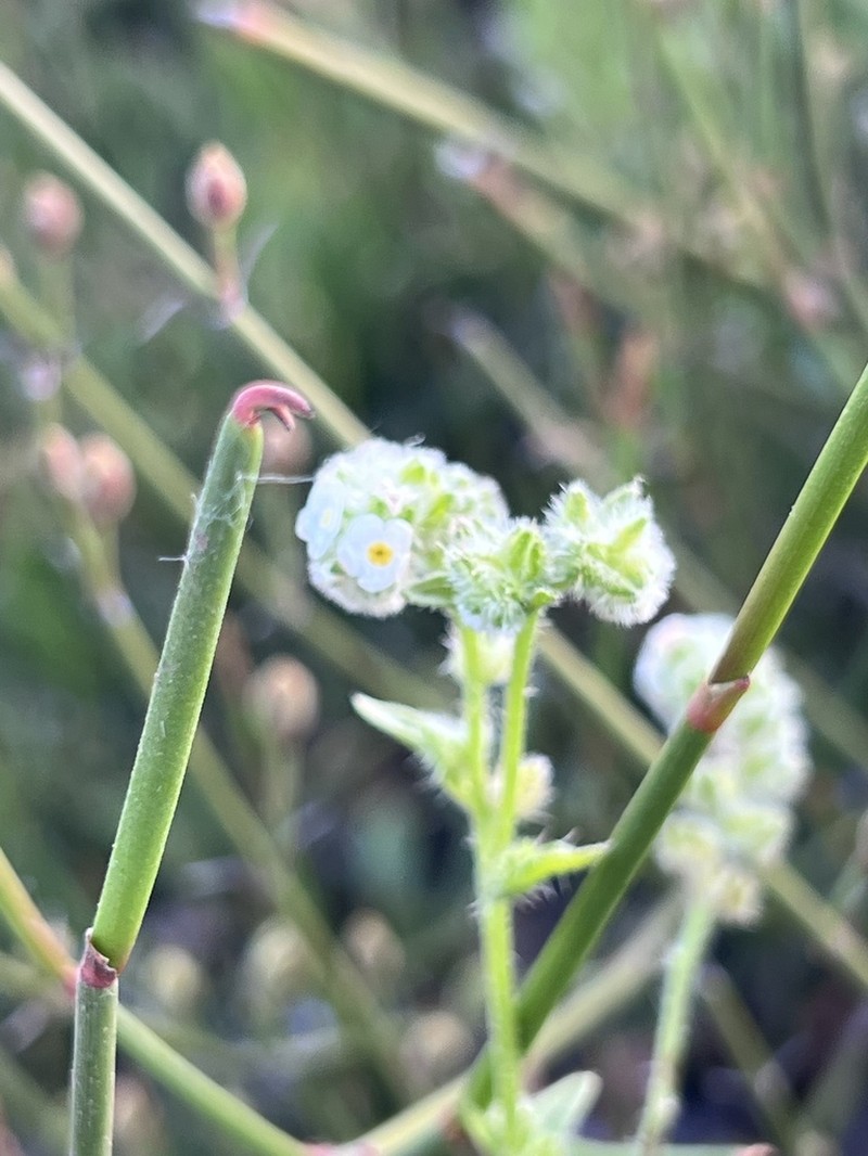 Cryptantha aprica photo 3