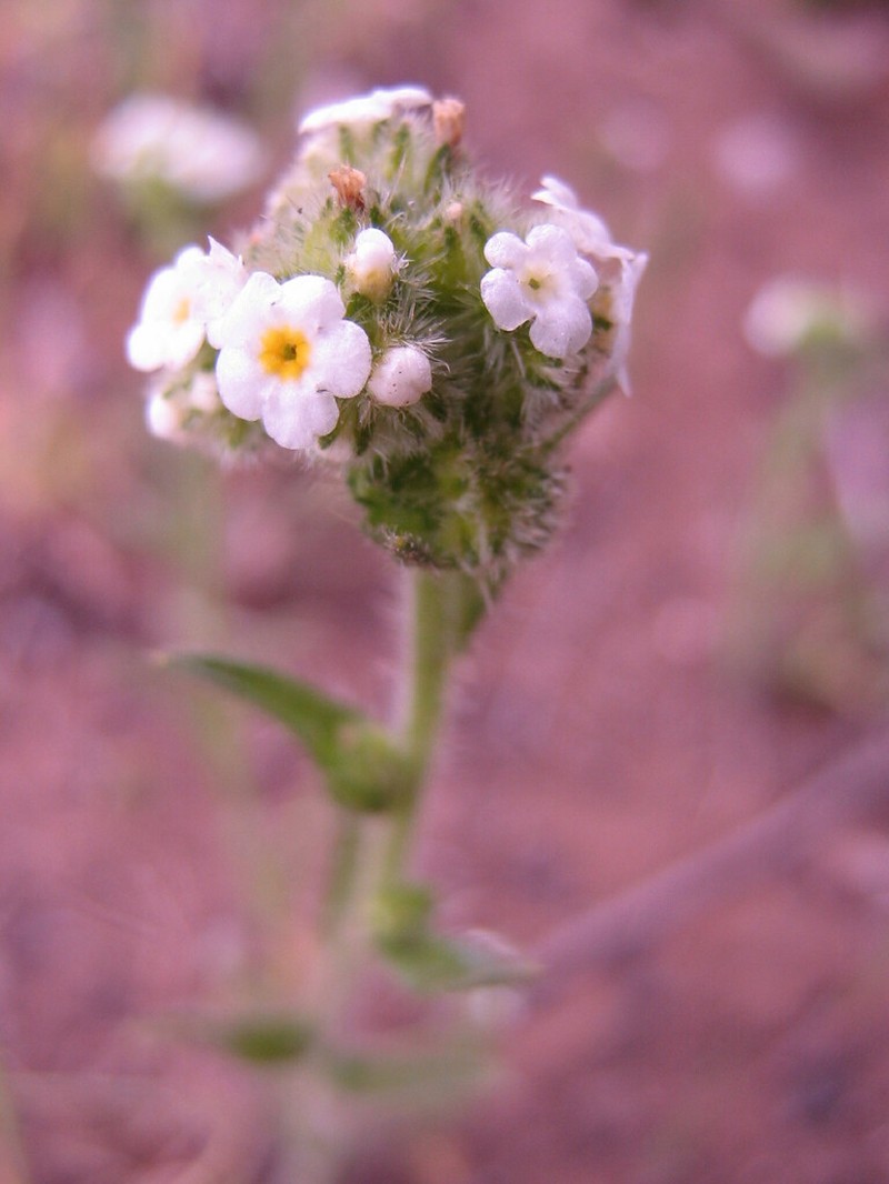 Cryptantha aprica photo 4