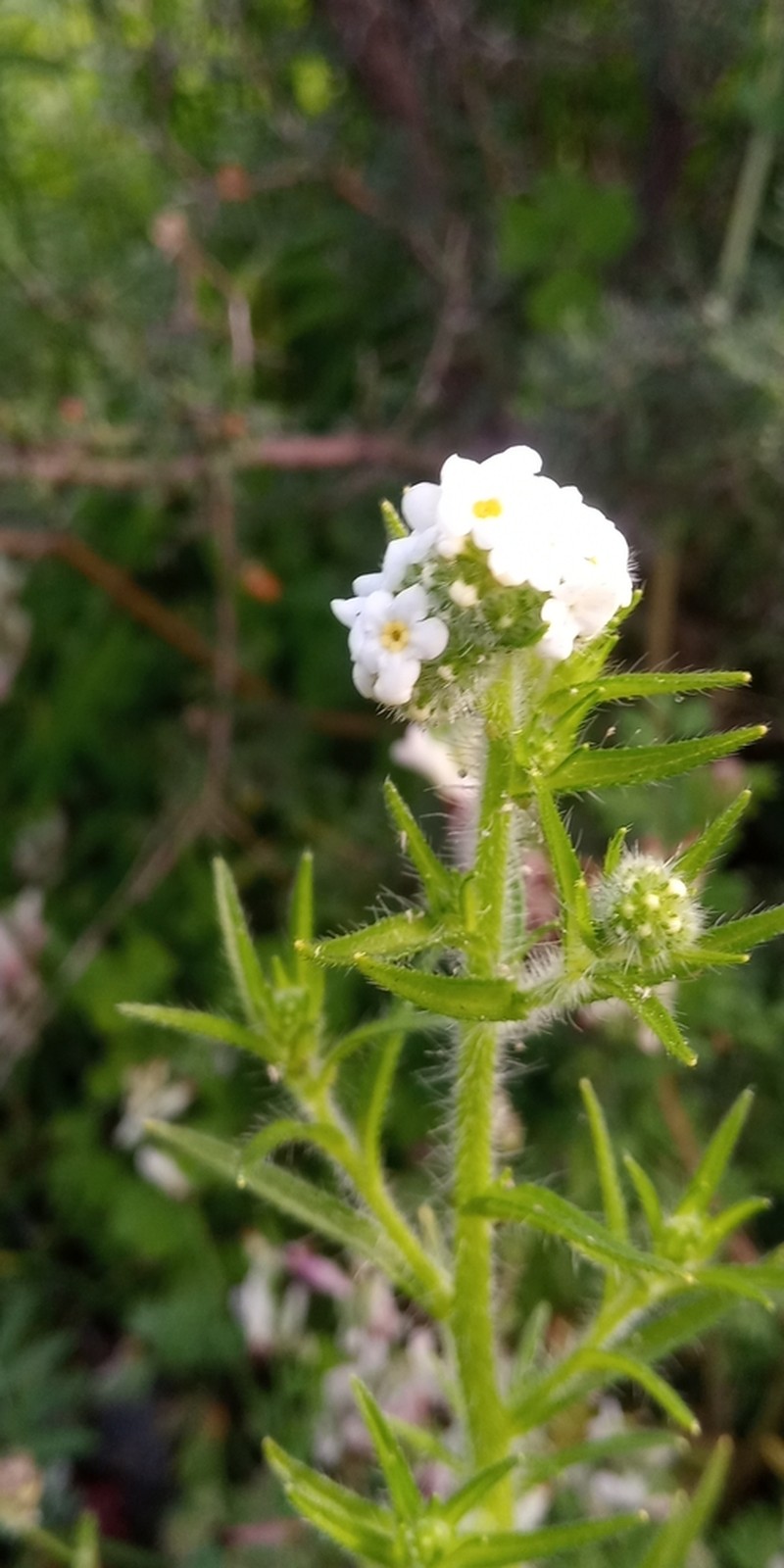 Cryptantha aprica photo 5