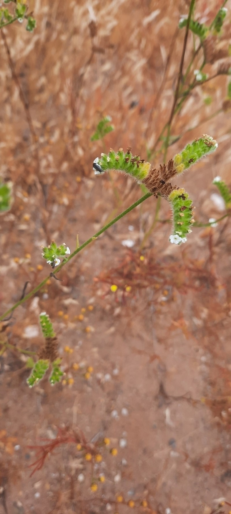 Cryptantha aprica photo 6