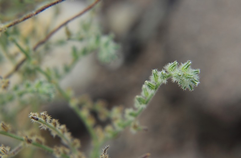 Cryptantha aprica photo 7