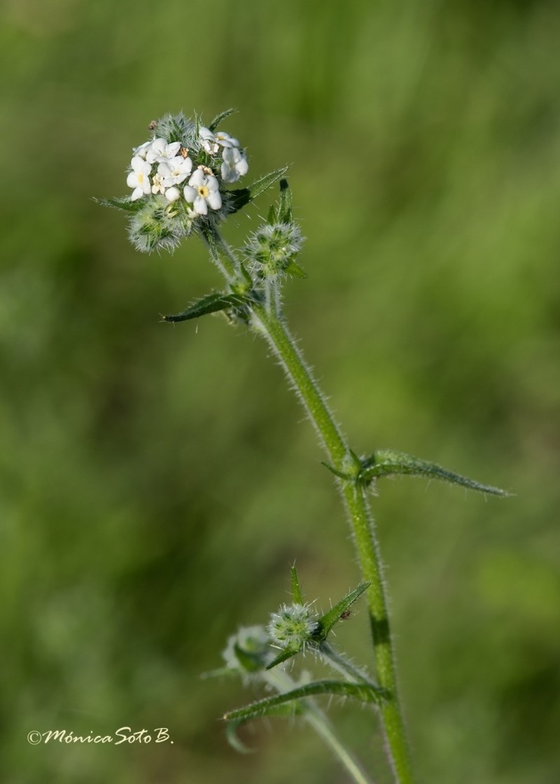 Cryptantha aprica photo 8