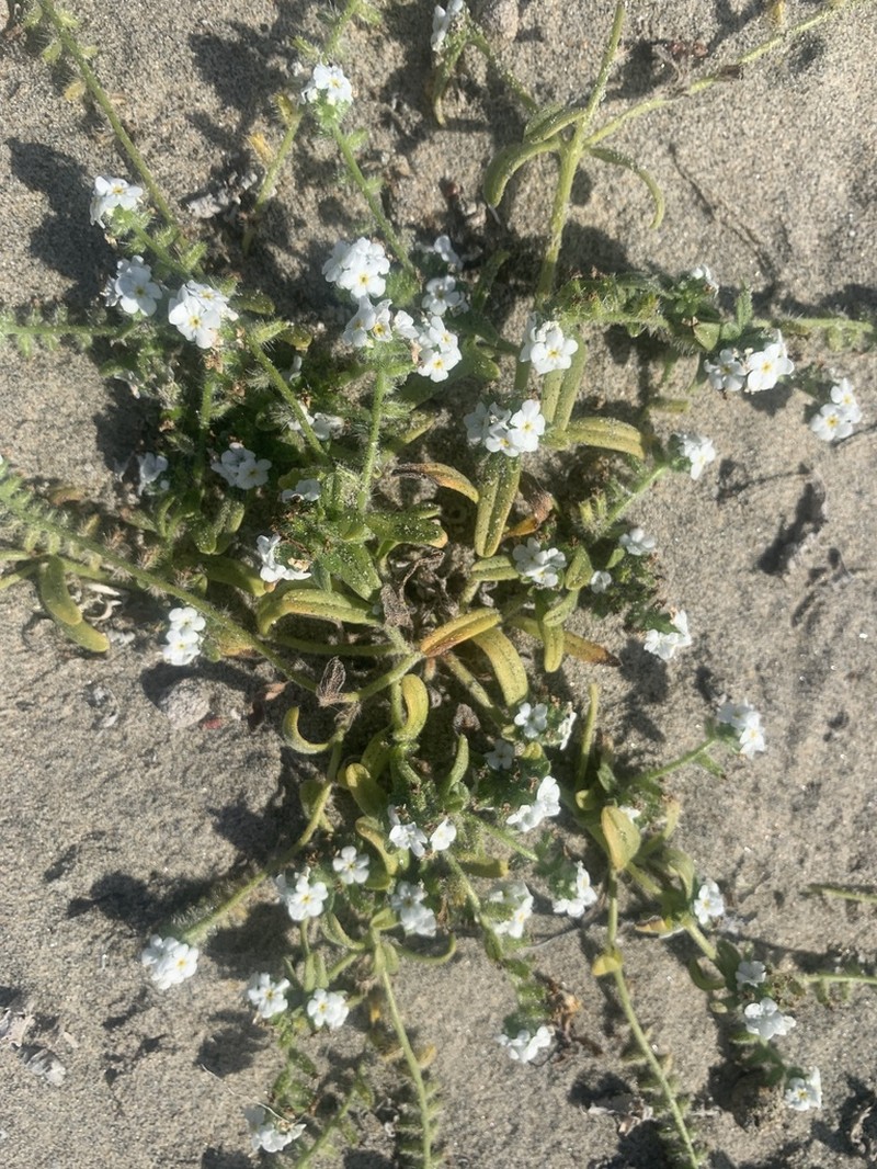 Cryptantha arenophila