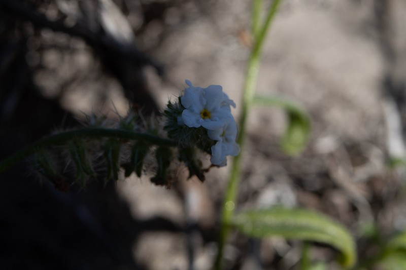 Cryptantha arenophila photo 2