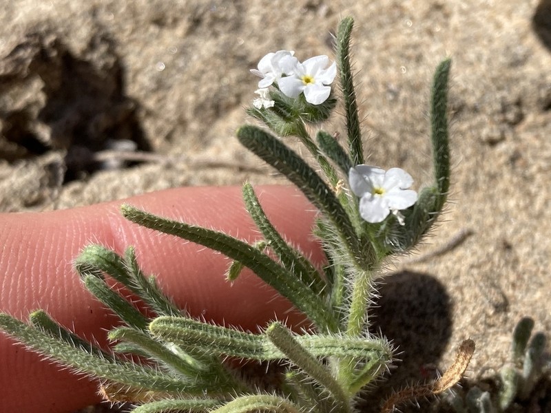 Cryptantha arenophila photo 3