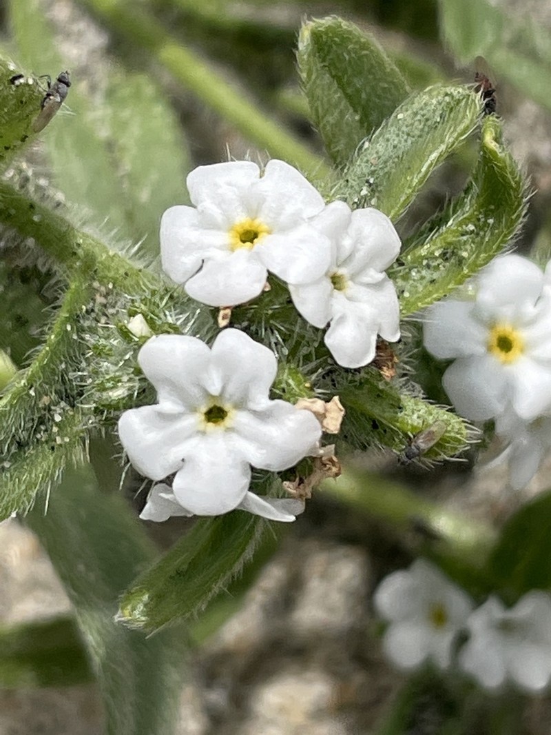 Cryptantha arenophila photo 4