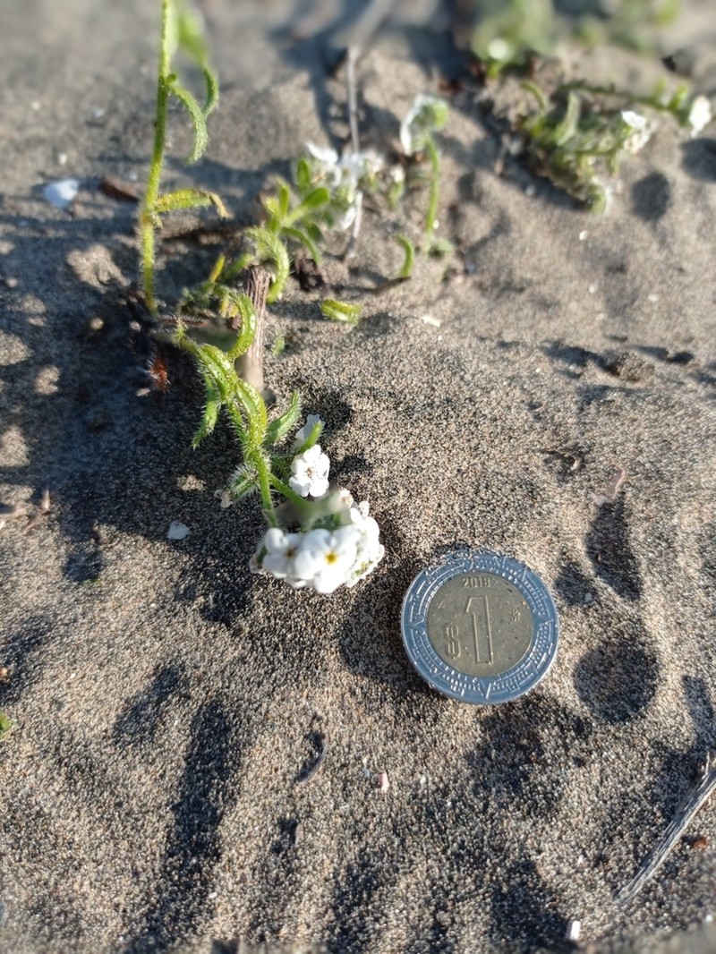 Cryptantha arenophila photo 5