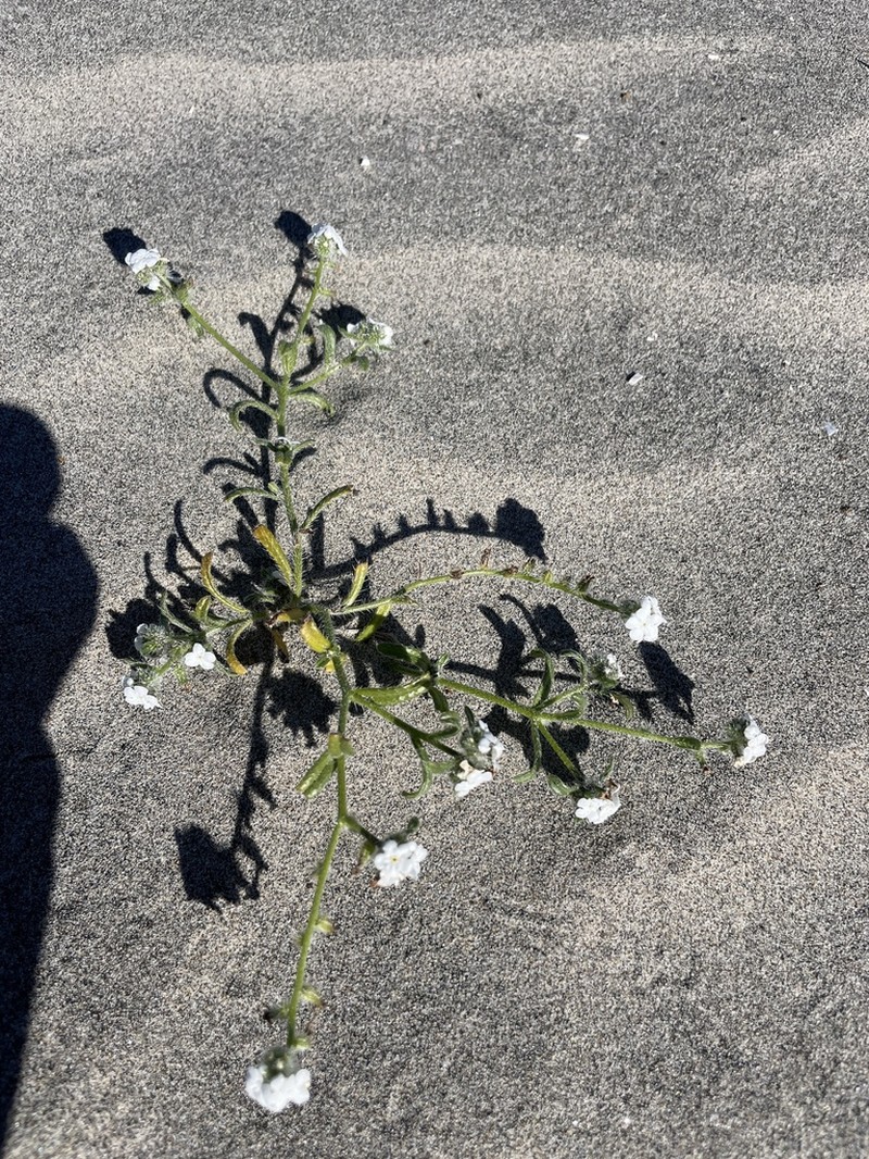 Cryptantha arenophila photo 6