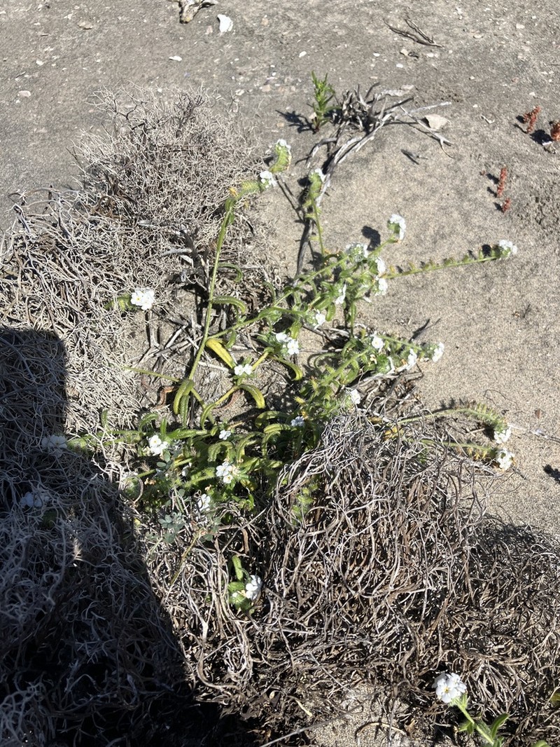 Cryptantha arenophila photo 7