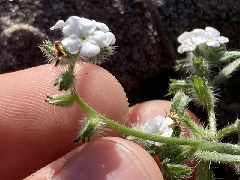 Cryptantha arenophila photo 8