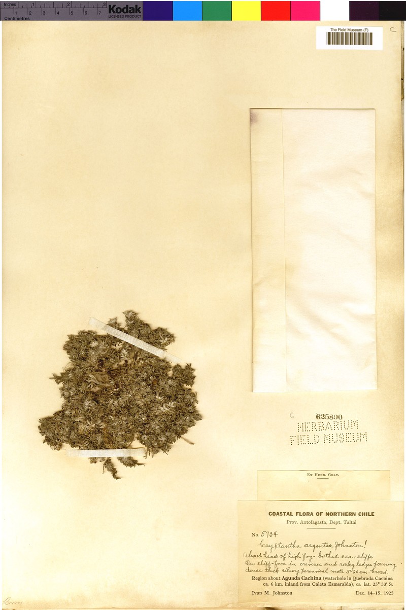 Cryptantha argentea