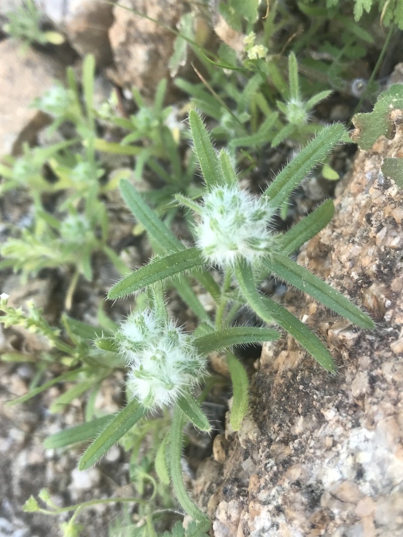 Bearded Cryptantha