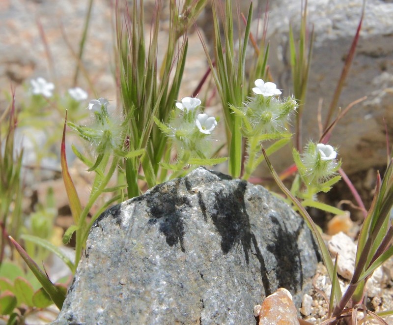 Bearded Cryptantha photo 2