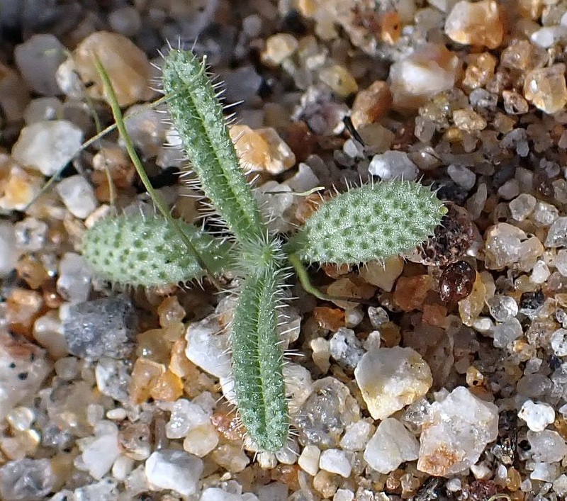 Bearded Cryptantha photo 3