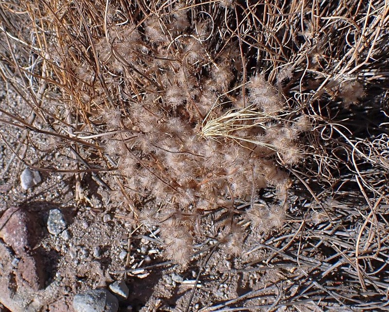 Bearded Cryptantha photo 5