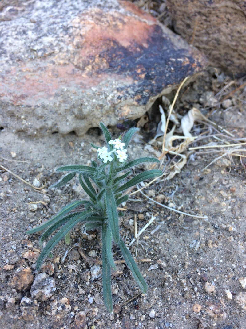 Bearded Cryptantha photo 6