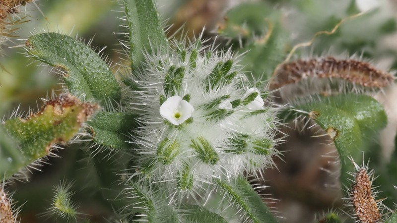Bearded Cryptantha photo 7