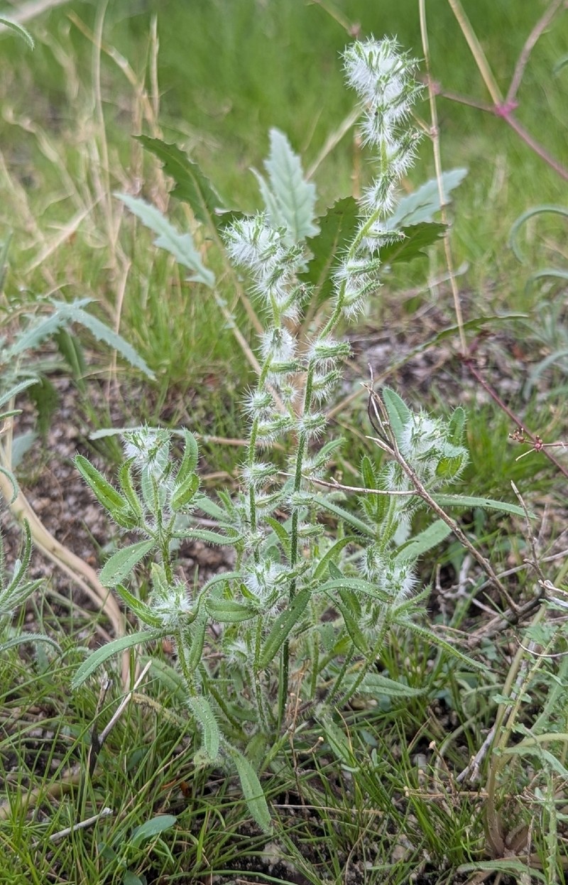Cryptantha barbigera var. barbigera