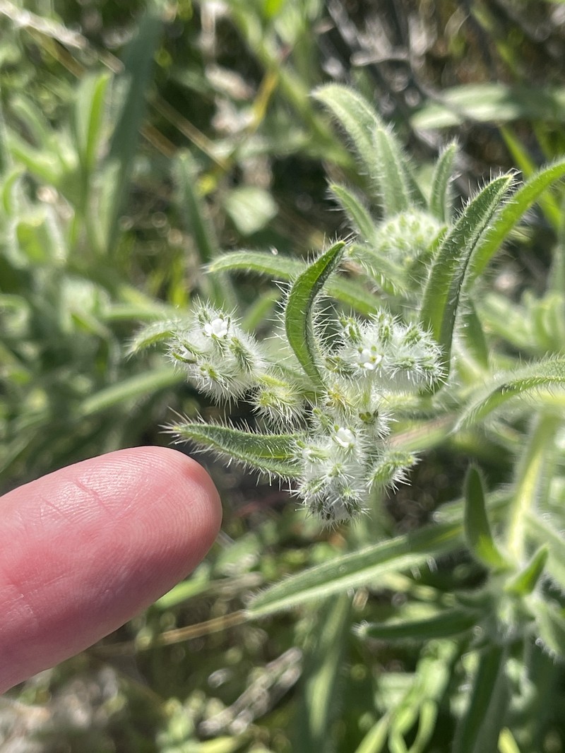 Cryptantha barbigera var. barbigera photo 2