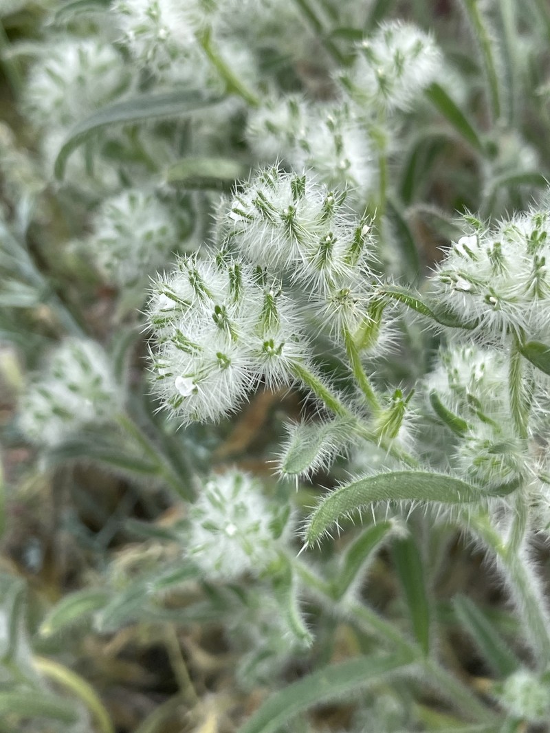 Cryptantha barbigera var. barbigera photo 3