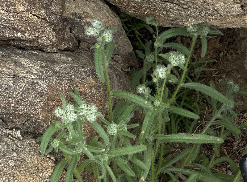 Cryptantha barbigera var. barbigera photo 4