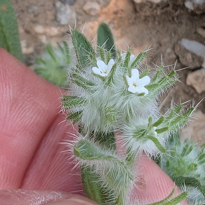 Cryptantha barbigera var. barbigera photo 5