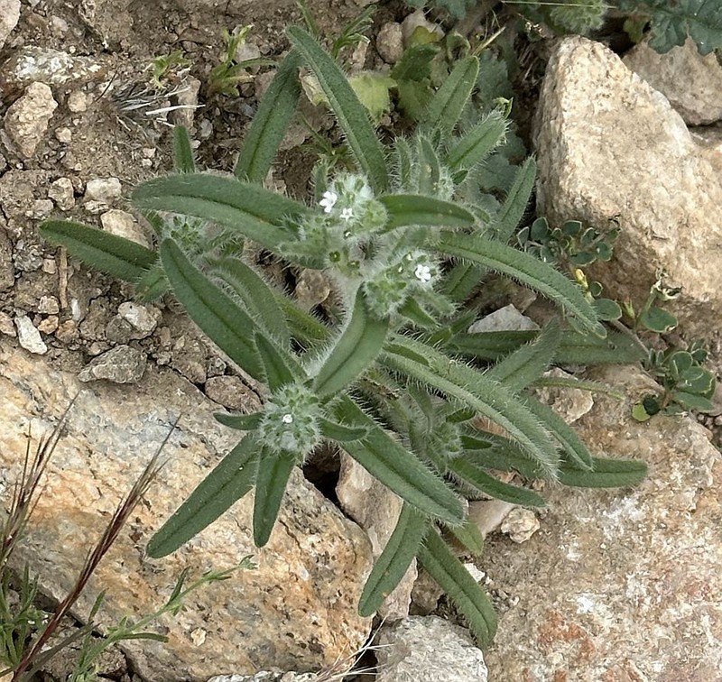 Cryptantha barbigera var. barbigera photo 6