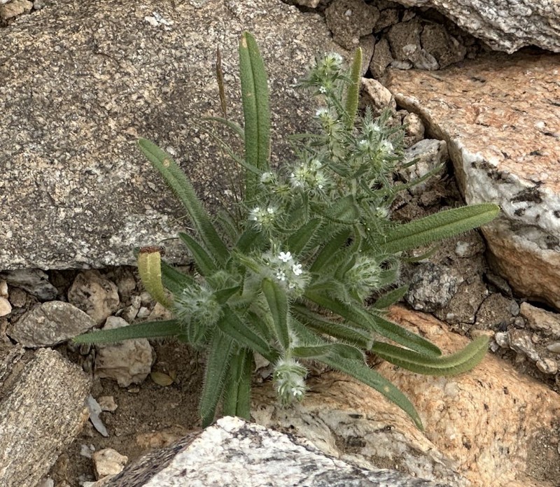 Cryptantha barbigera var. barbigera photo 7