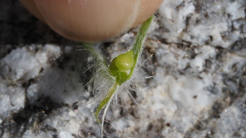 Cryptantha barbigera var. barbigera photo 8