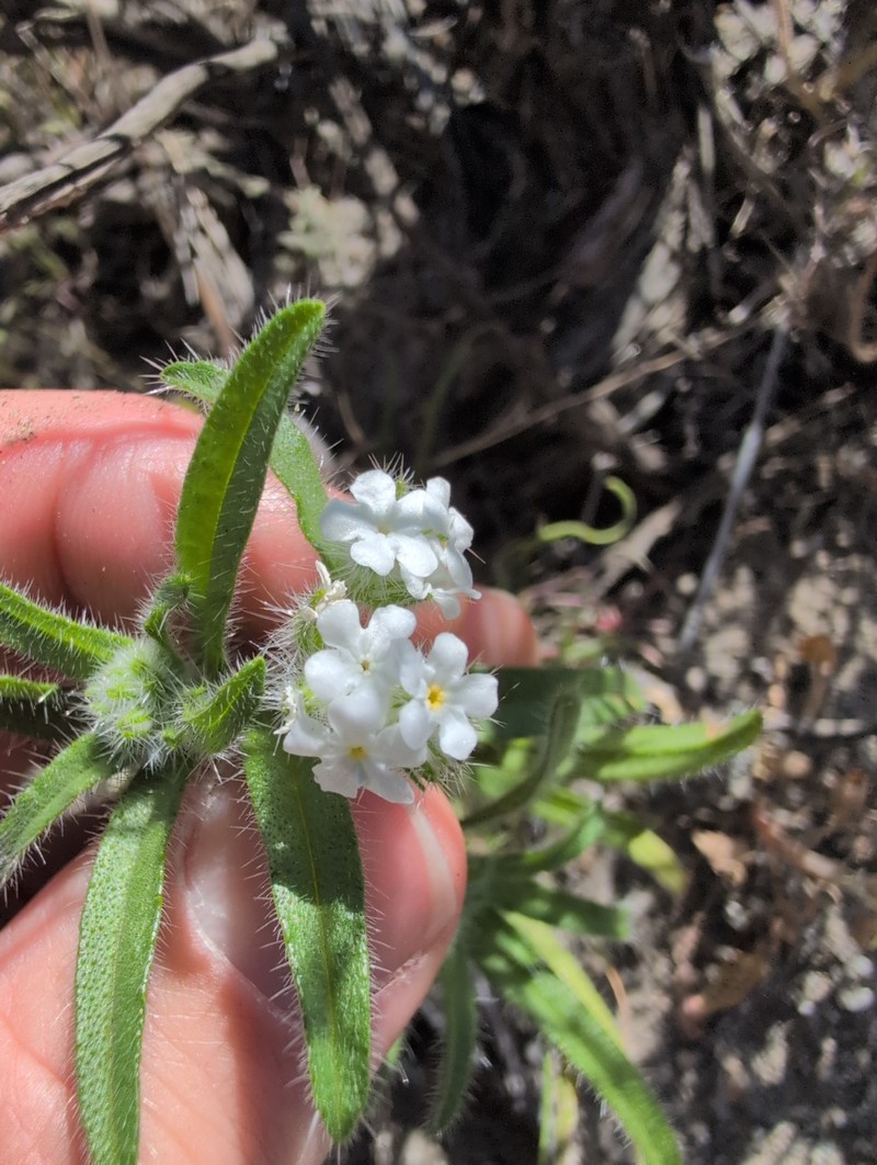 Cryptantha barbigera var. fergusoniae