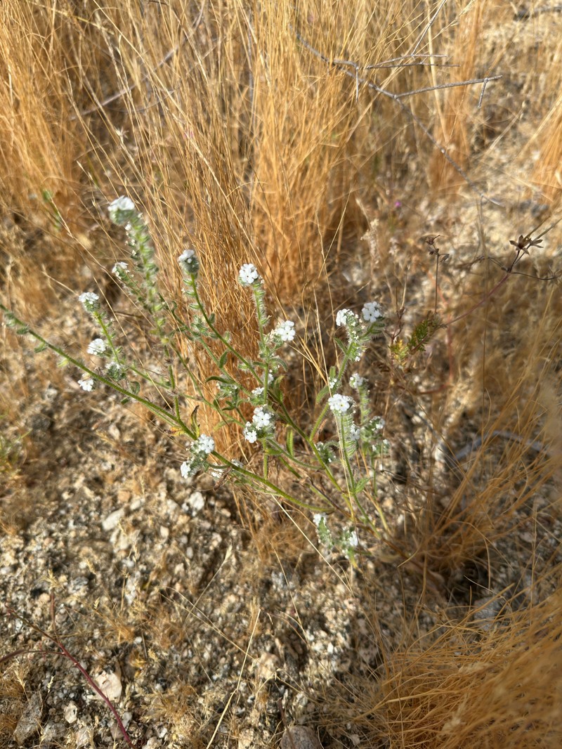 Cryptantha barbigera var. fergusoniae photo 2