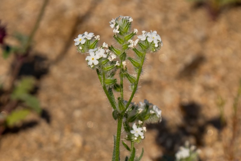 Cryptantha barbigera var. fergusoniae photo 3
