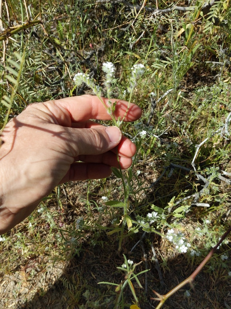Cryptantha barbigera var. fergusoniae photo 4