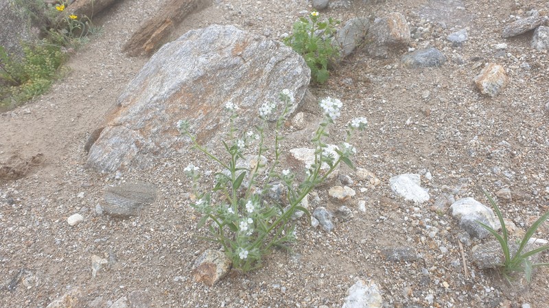 Cryptantha barbigera var. fergusoniae photo 5