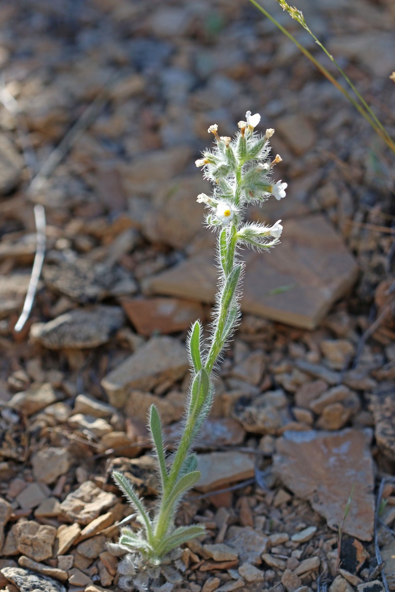 Oilshale Cryptantha