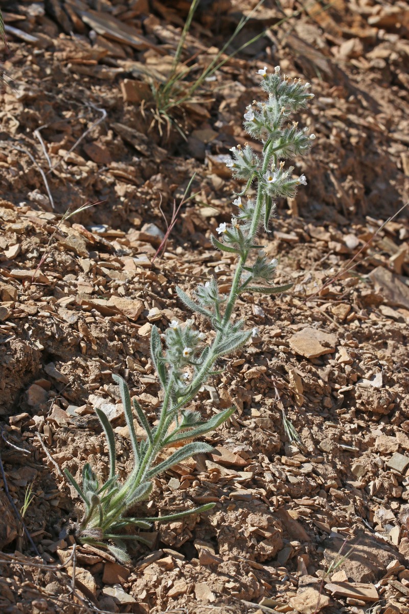Oilshale Cryptantha photo 2