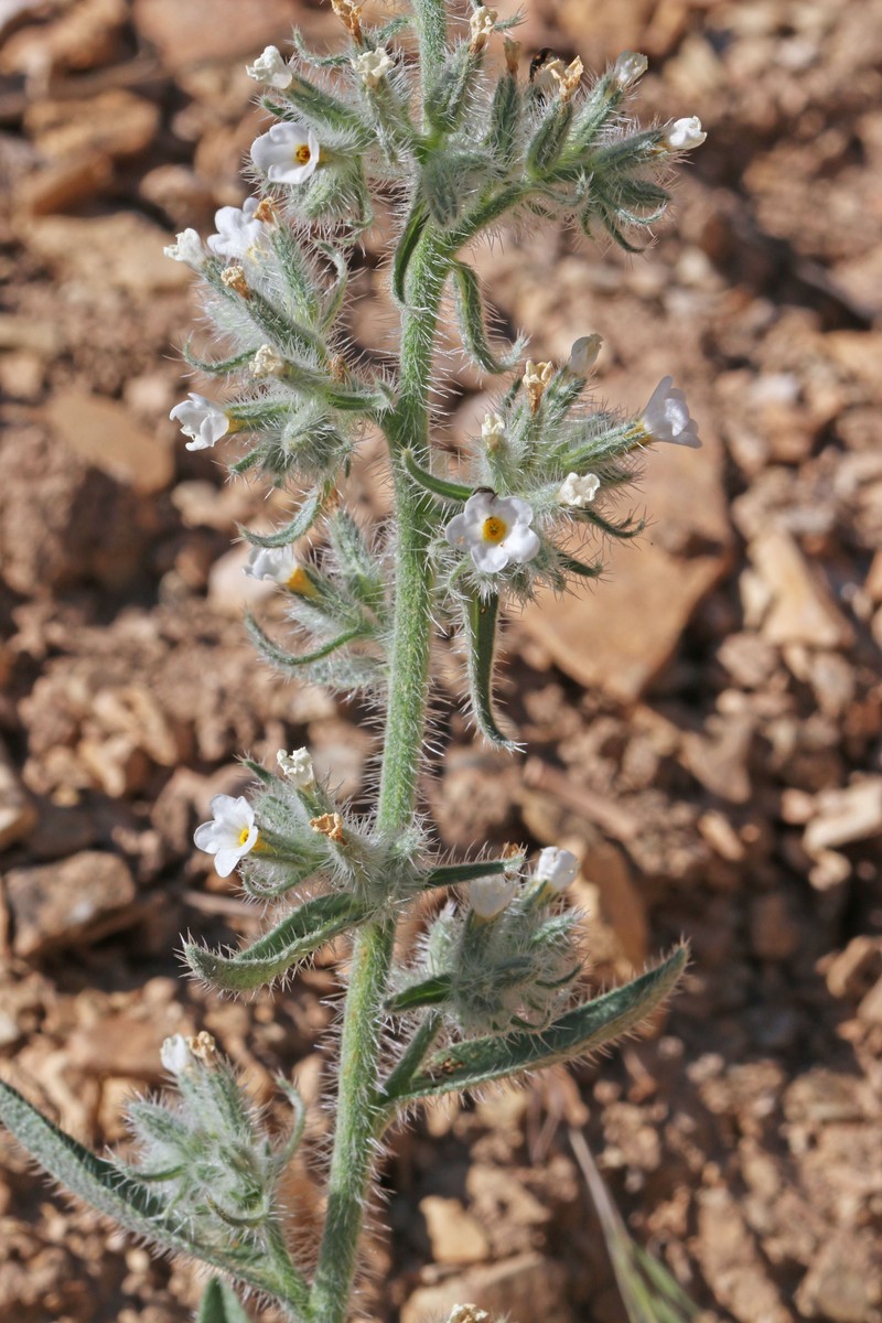 Oilshale Cryptantha photo 3