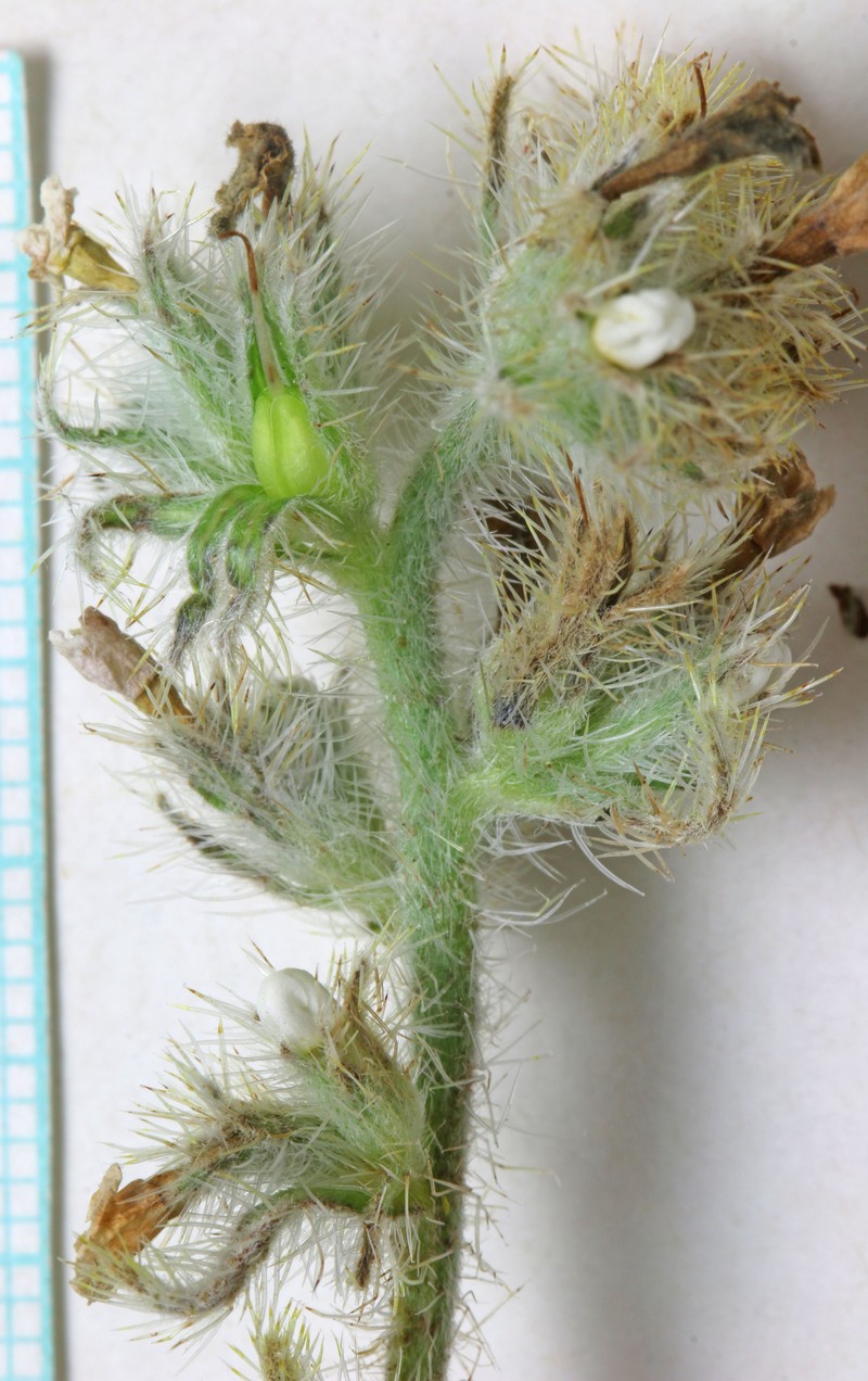 Oilshale Cryptantha photo 4