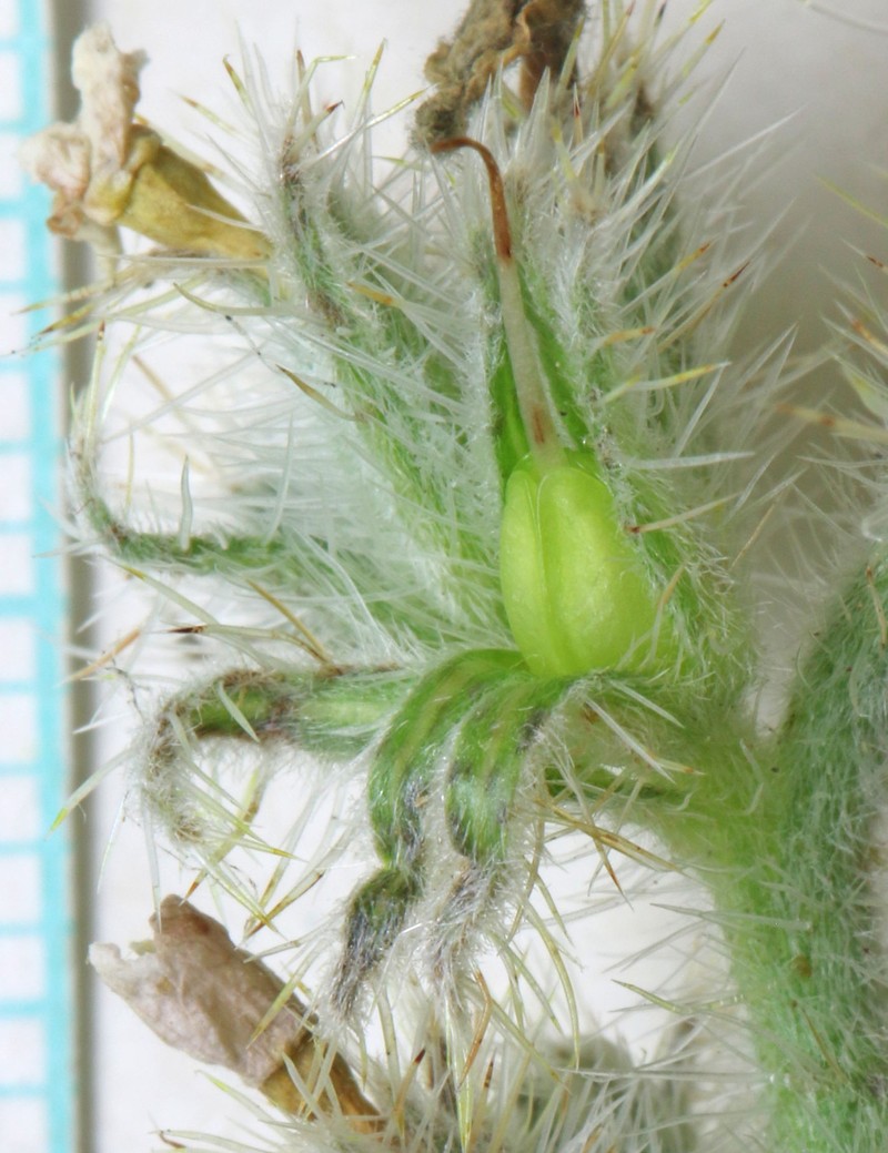 Oilshale Cryptantha photo 5