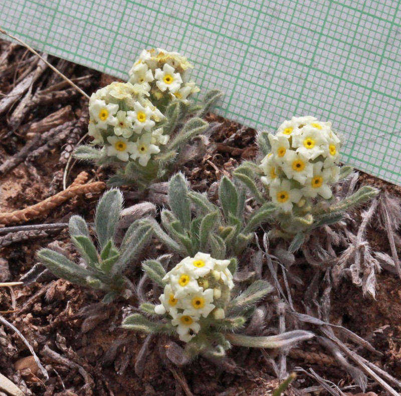Tufted Cryptantha photo 2