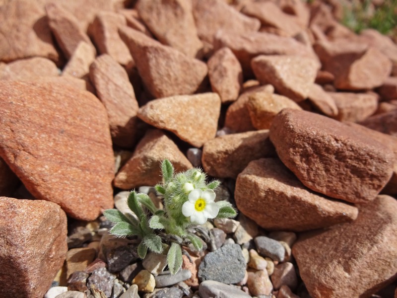 Tufted Cryptantha photo 3